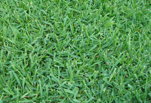 palmetto