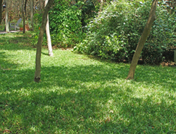 Lawn with shade
