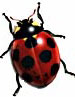 lady bug